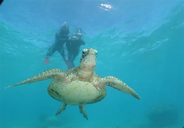 Formula 2 — Noumea Turtle Tour