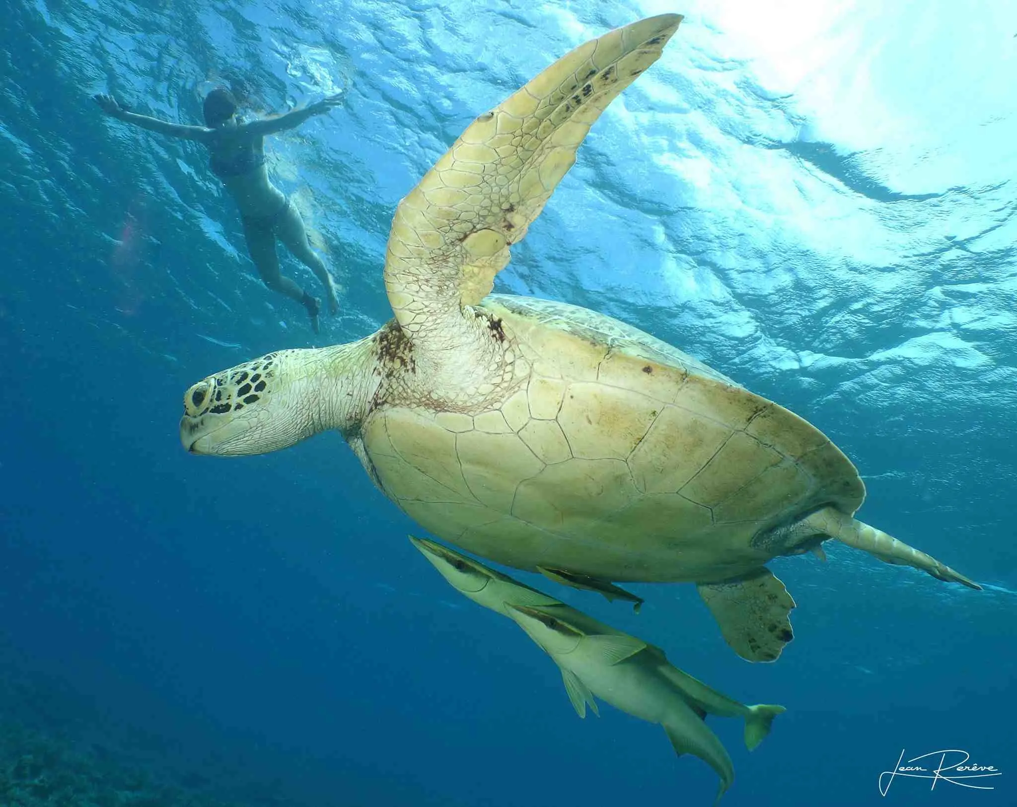Sea turtle in the New Caledonia lagoon