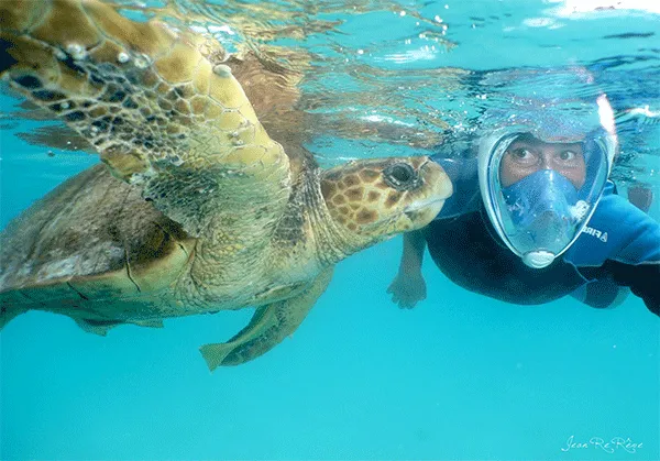 Formula 1 — Noumea Turtle Tour